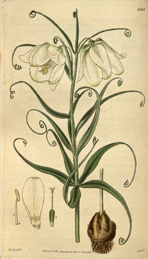 F. leucantha holotype